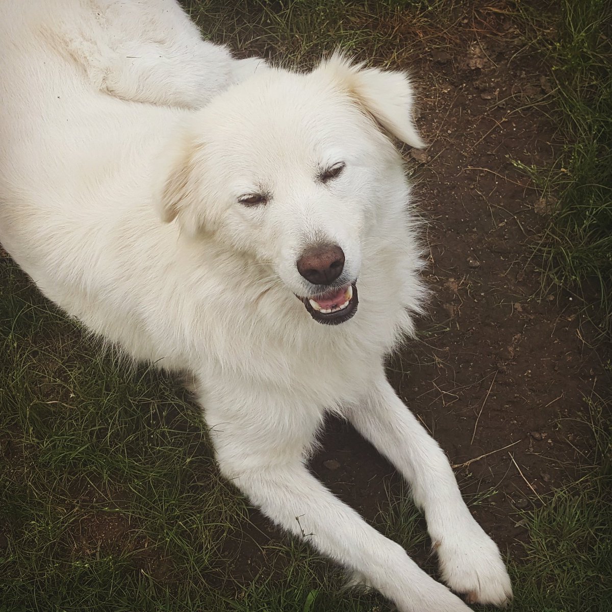 god_is_bi's tweet photo. @heavenlycreatre Sending love and dogs ❤ https://t.co/T6sIOOwVzl