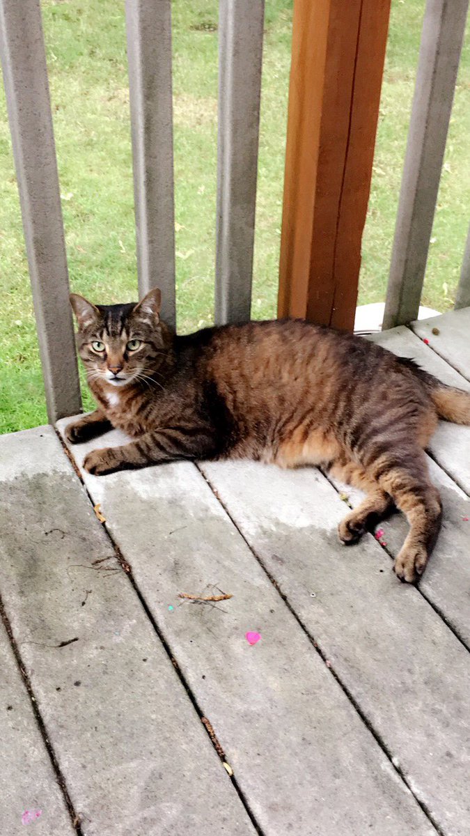vickykulhan's tweet photo. @AmyFreeze7  enjoying a summer day on my deck https://t.co/KIw3X9qmwQ