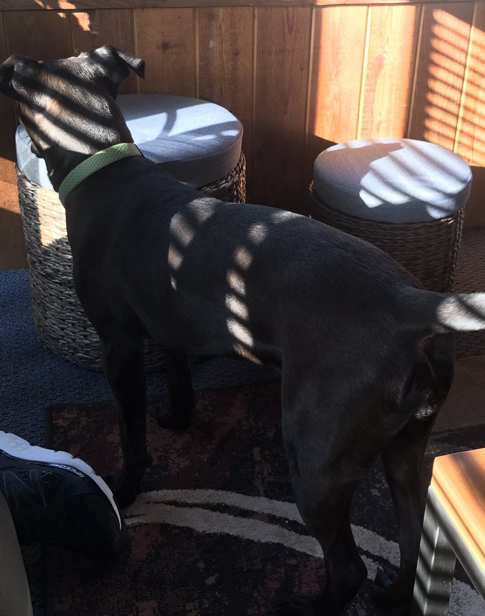 PatKrane's tweet photo. The puppy doesn't understand how light works. Every morning she's in this room chasing reflections and shadows. #ocddog https://t.co/9tUzKUbBKz