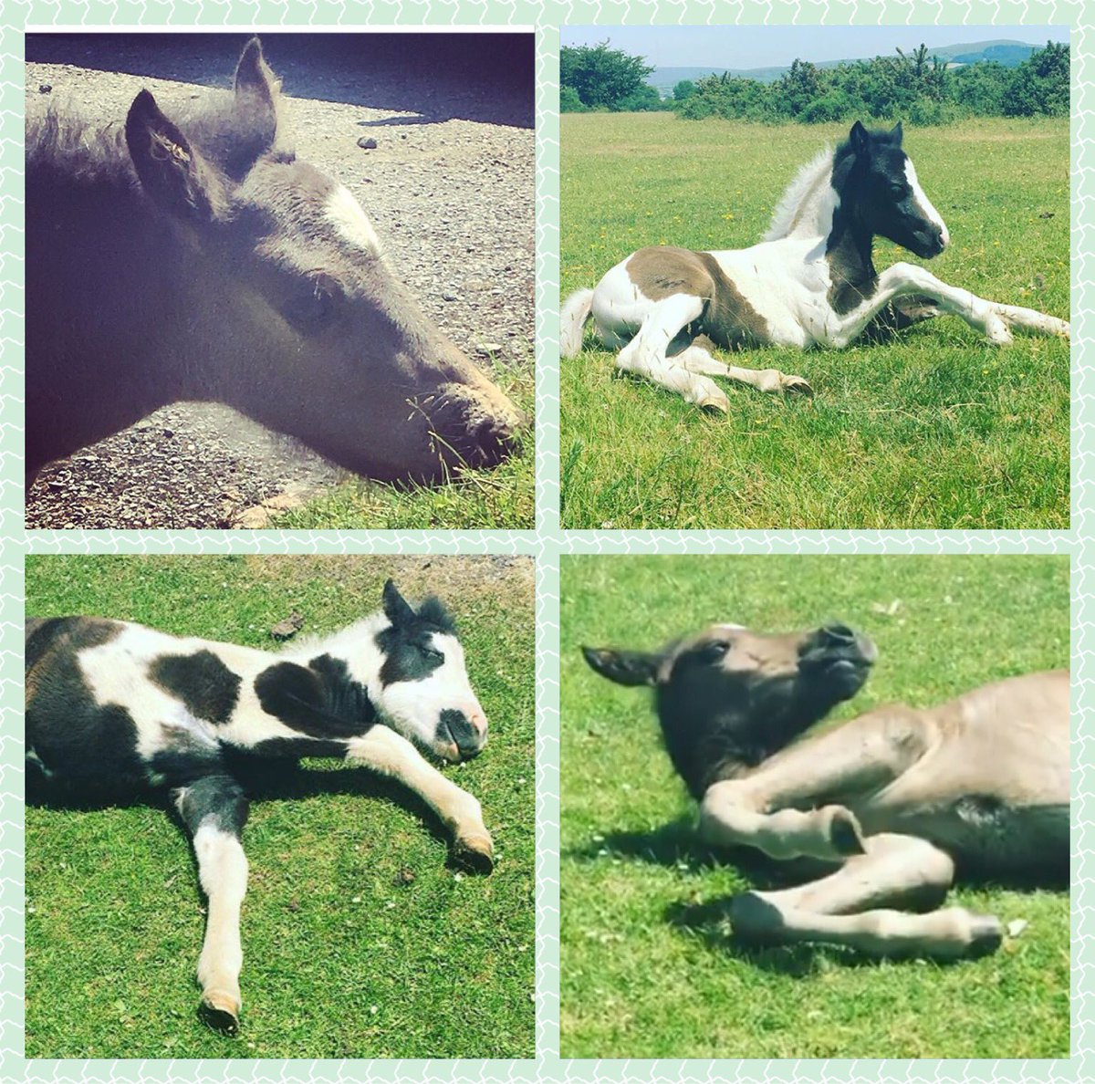 Born To Die, hundreds of  #colts shot at 6 months old  HELP save them now here: #crowdfunding #savinglife #ponies ow.ly/OA3W30ewKRW