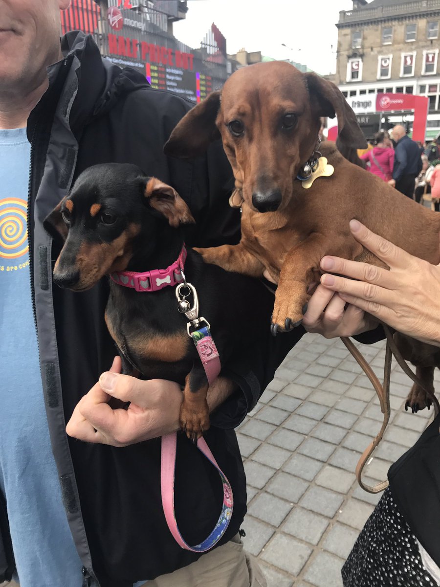 DOGS OF THE FRINGE!@edfringe #thebaristachronicles