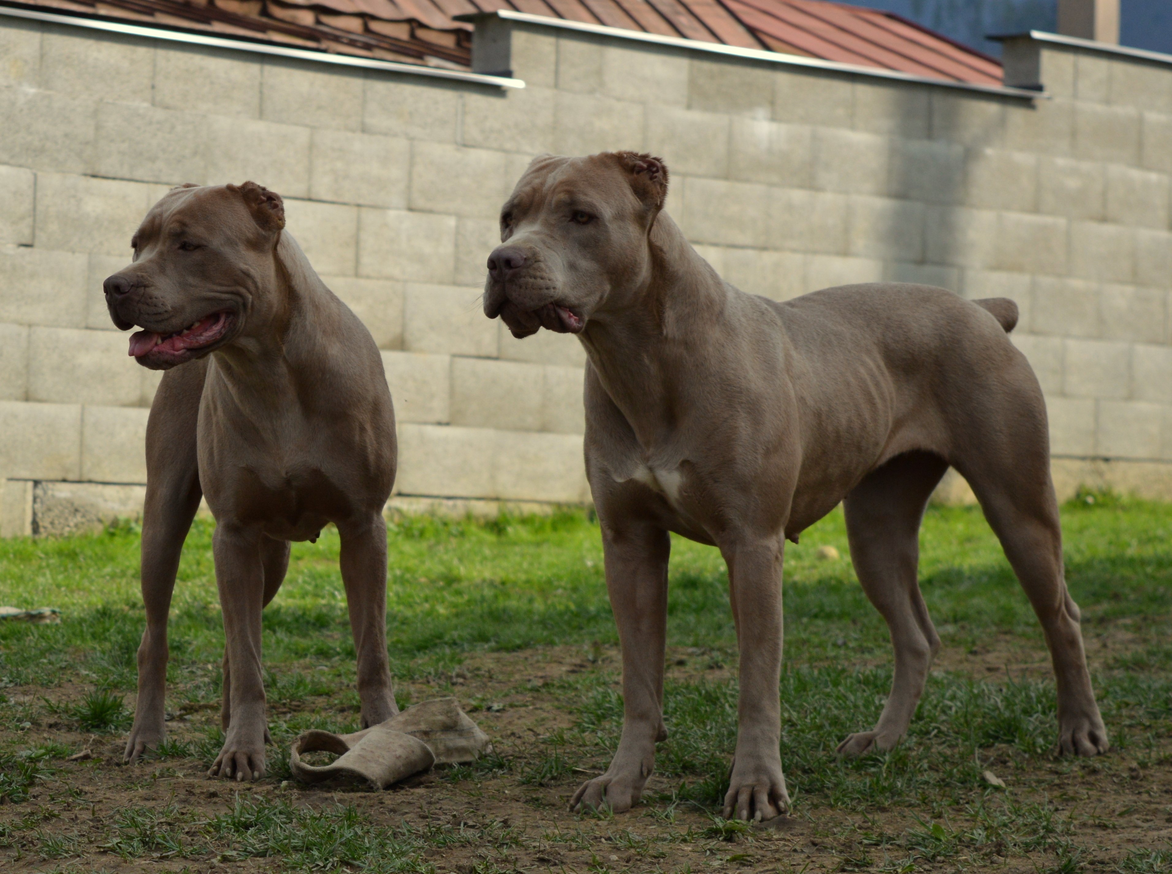 Bandogge breeder cheap