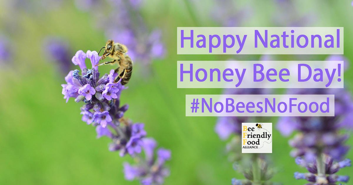 EnvAm's tweet photo. Happy National Honey Bee Day! How are you celebrating these powerful pollinators? #NoBeesNoFood #SaveTheBees https://t.co/HOpOoMhCX9