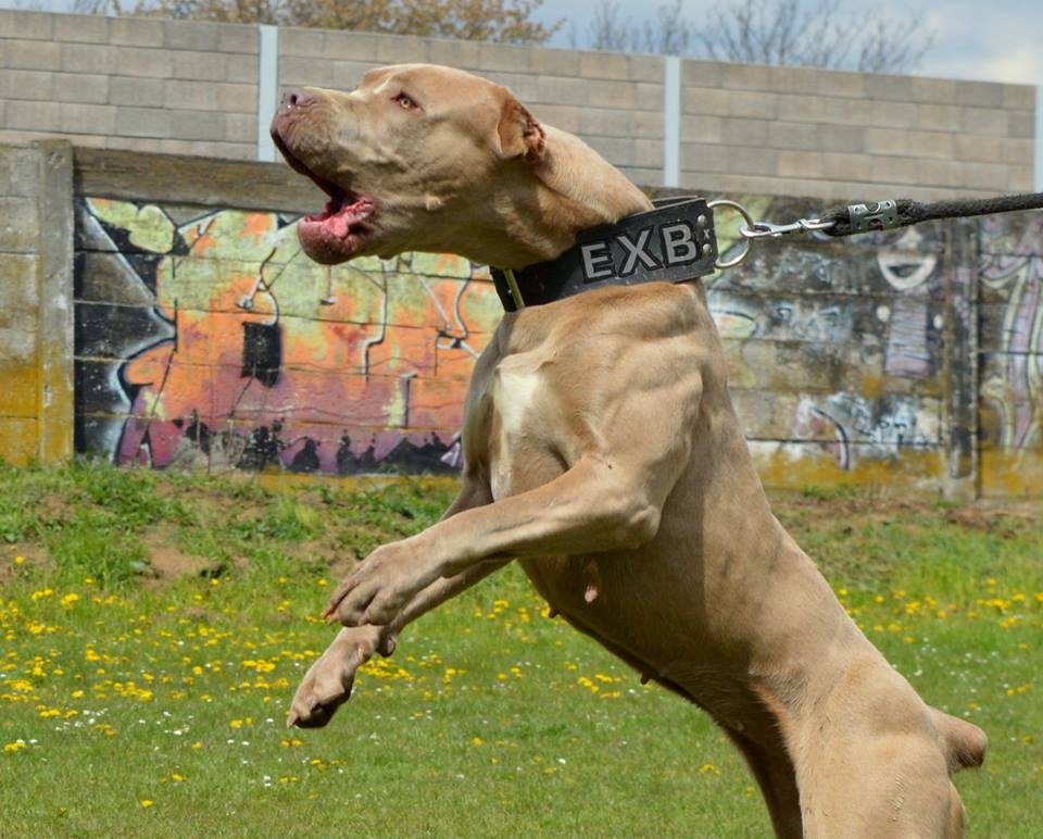red nose bandog
