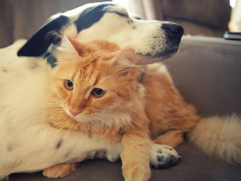 Pet Adoption Blitz Across the Province dlvr.it/PgC7dl https://t.co/arDxsw02dr