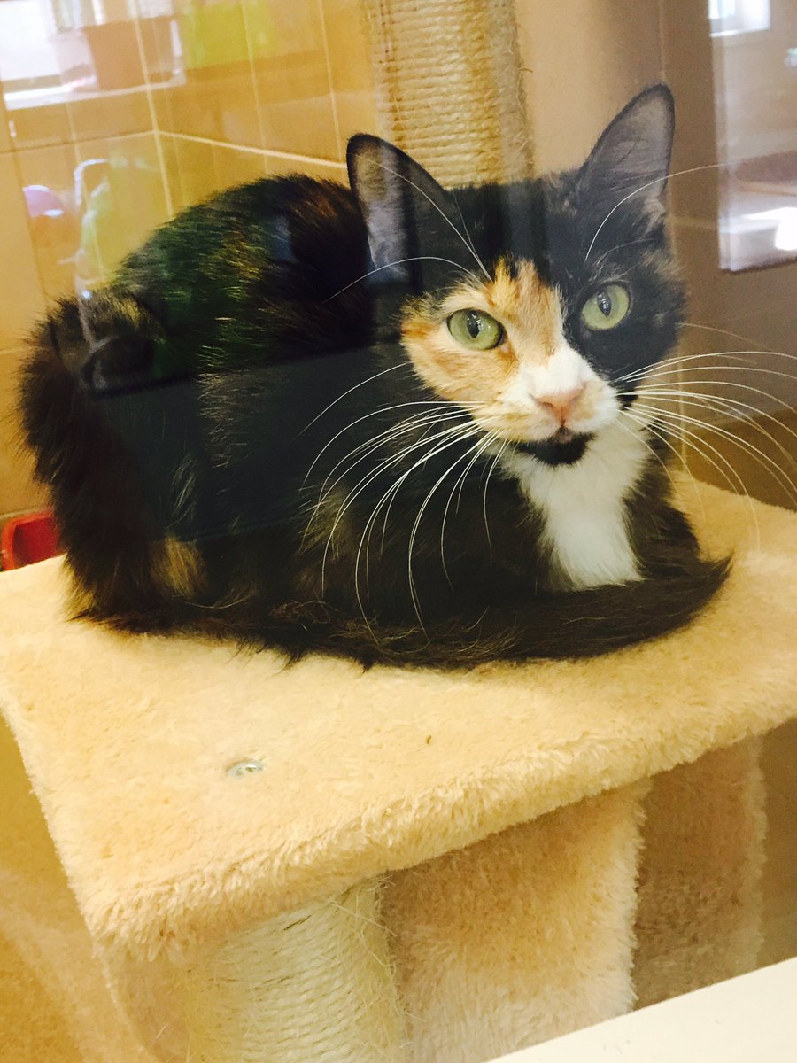 In our 1st hour and a half of #CleartheShelters, 16 animals have already been adopted! Plenty more dogs, cats, puppies, kittens, &amp; critters!