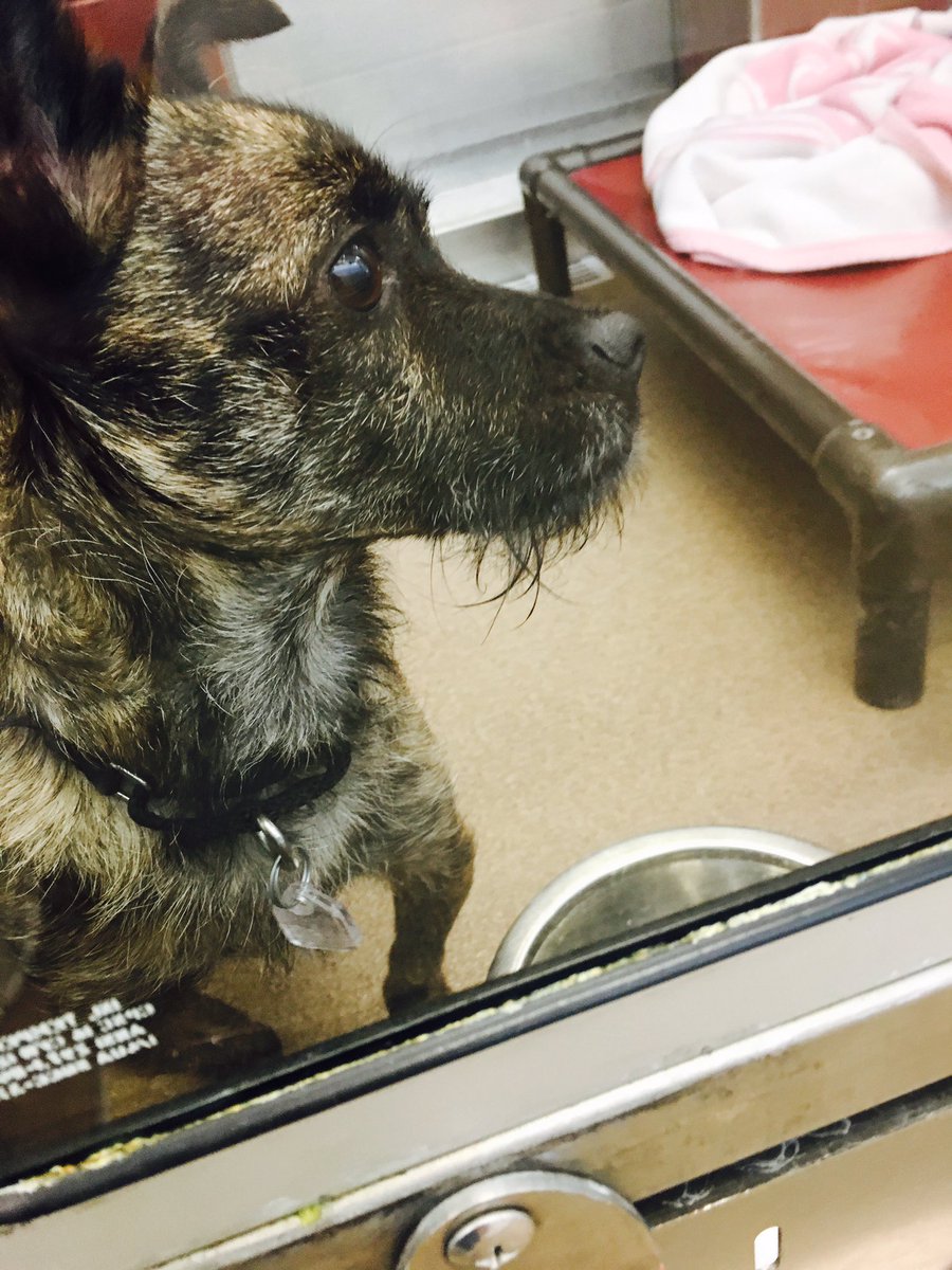 CapitalHumaneSociety tweet media