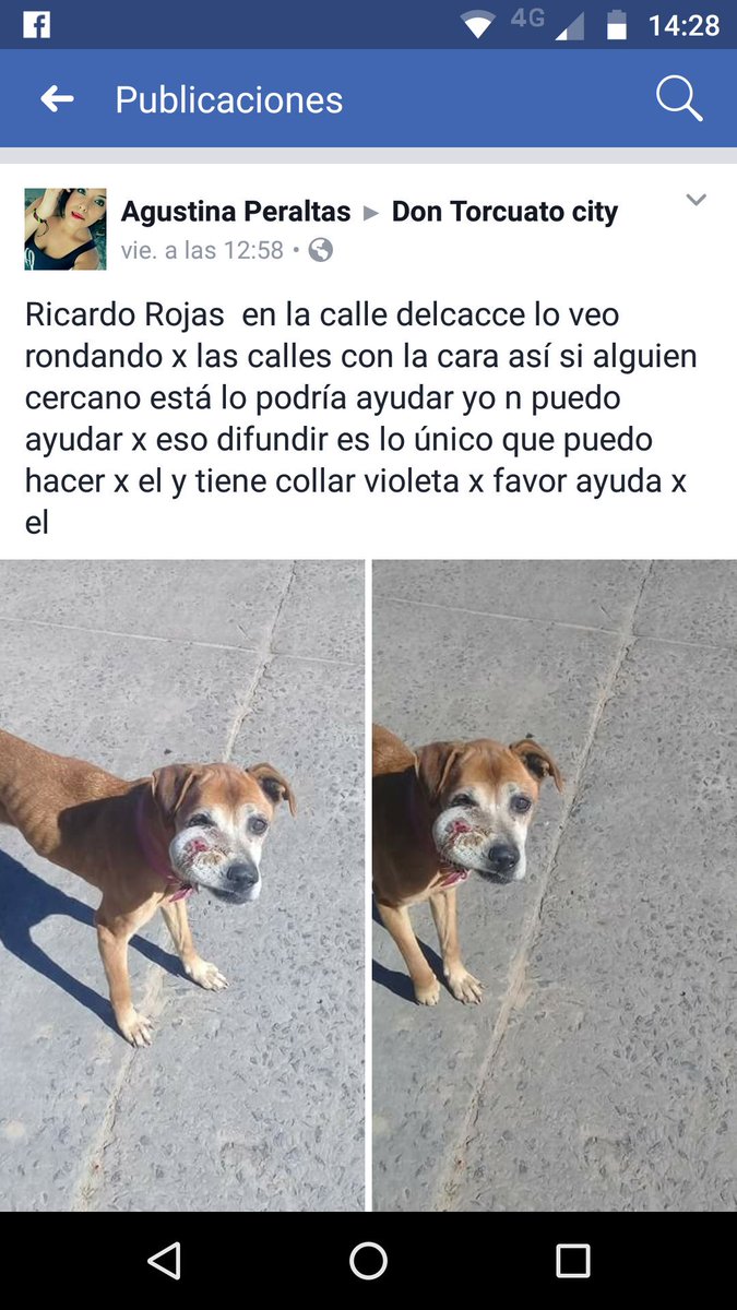 refugioenalerta's tweet photo. #dontorcuato este perrito nec ayuda urgente https://t.co/Lh5418KNQm