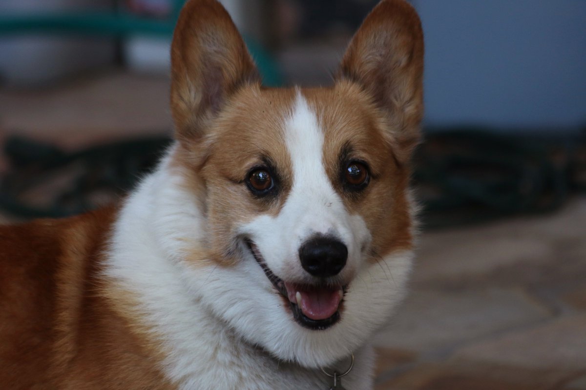 cssteingruber's tweet photo. Meet Hoover the Wonder Corgi, rescued 10 years ago. He may be a weirdo, but he's our weirdo. #ClearTheShelters https://t.co/4E8pblNGCU