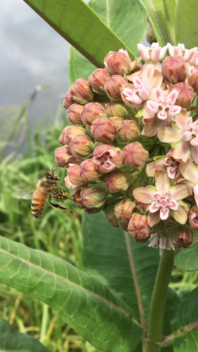 Happy National Honey Bee Day from The Bee Barometer Project and #Cantignygolf #golfisgreat #honeybees #golf nationalhoneybeeday.com