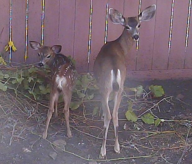 ColcanyonEstate's tweet photo. Fawns love our Merlot vines !@CAWildlife You can help buy buying #FineWineForWildlife - - all profit goes their way https://t.co/CjfPyv5zl8 https://t.co/wbtF90FbGD