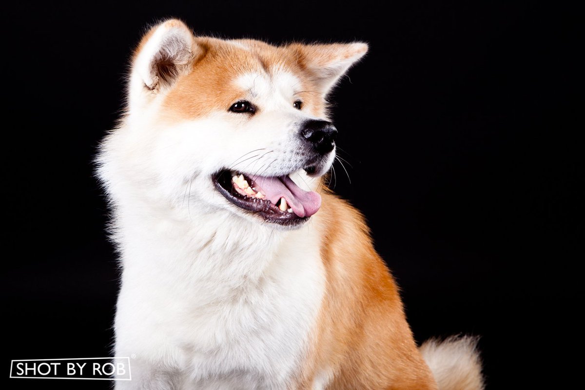 shotbyrob's tweet photo. A #petportrait sitting makes a great #gift! Buy online at https://t.co/nVkRY9qSYn #petphotography #pet #photography #Torquay #Torbay #Devon https://t.co/Orny1U1Crf