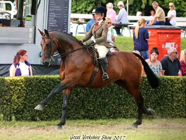 Horsequest.co.uk tweet media