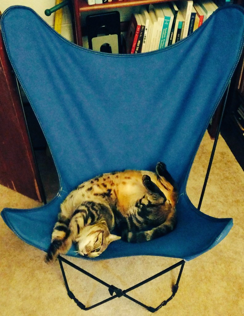CatMike8's tweet photo. And a good #Caturday morning to you all. https://t.co/VTSSUd0aRS