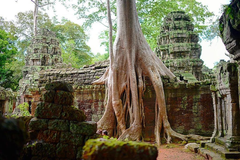 raycinoz's tweet photo. The trees are taking back #TaProm #temple .
.
.
#d810 #nikon #nikon_photography #landscape #tourist #natgeo #natge… https://t.co/OAtI8WWpIC https://t.co/gzSKAMxpAS
