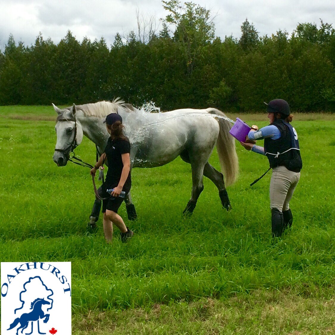 Daphné Lamoureux cooling down her horse Conchita, after completing the #Oakhurst3DE cross country phase oakhurstfarm.com/oakhurst3de 🍁 #eventing