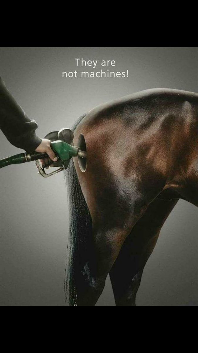 stacy_nicks's tweet photo. So true!! @ralphnks treats our babies like the horses they are and listens to them and sees them as individuals. #notafactory https://t.co/CVniedBf9k