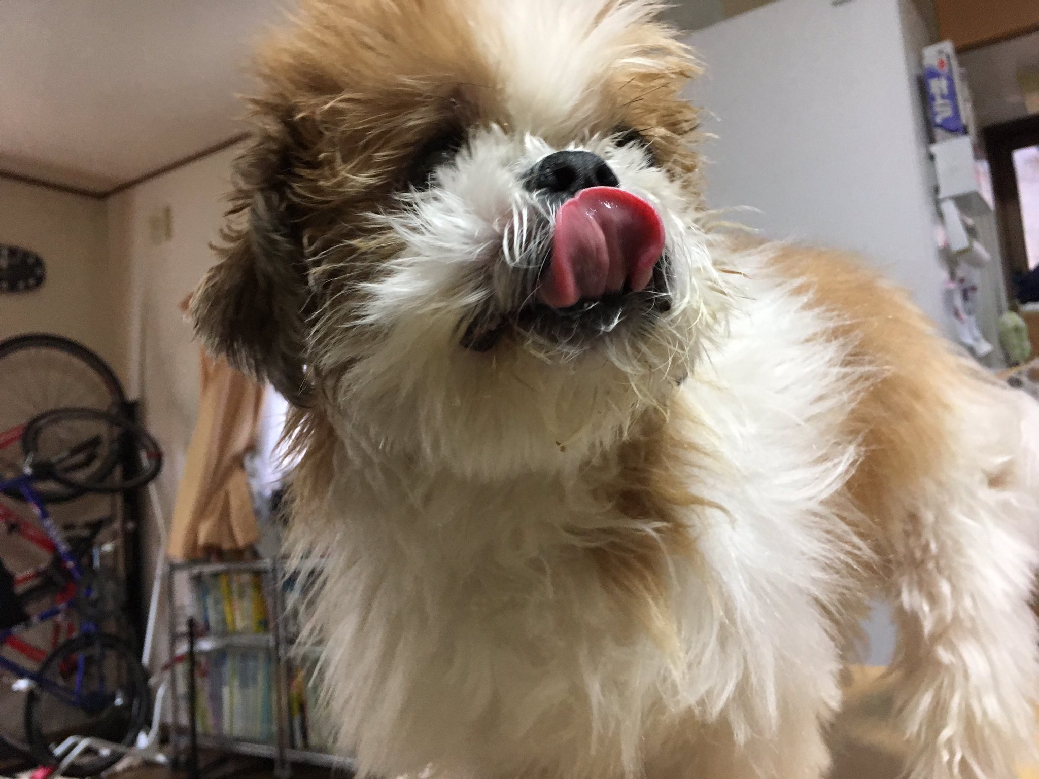 ヒバ油 Twitter Search Twitter