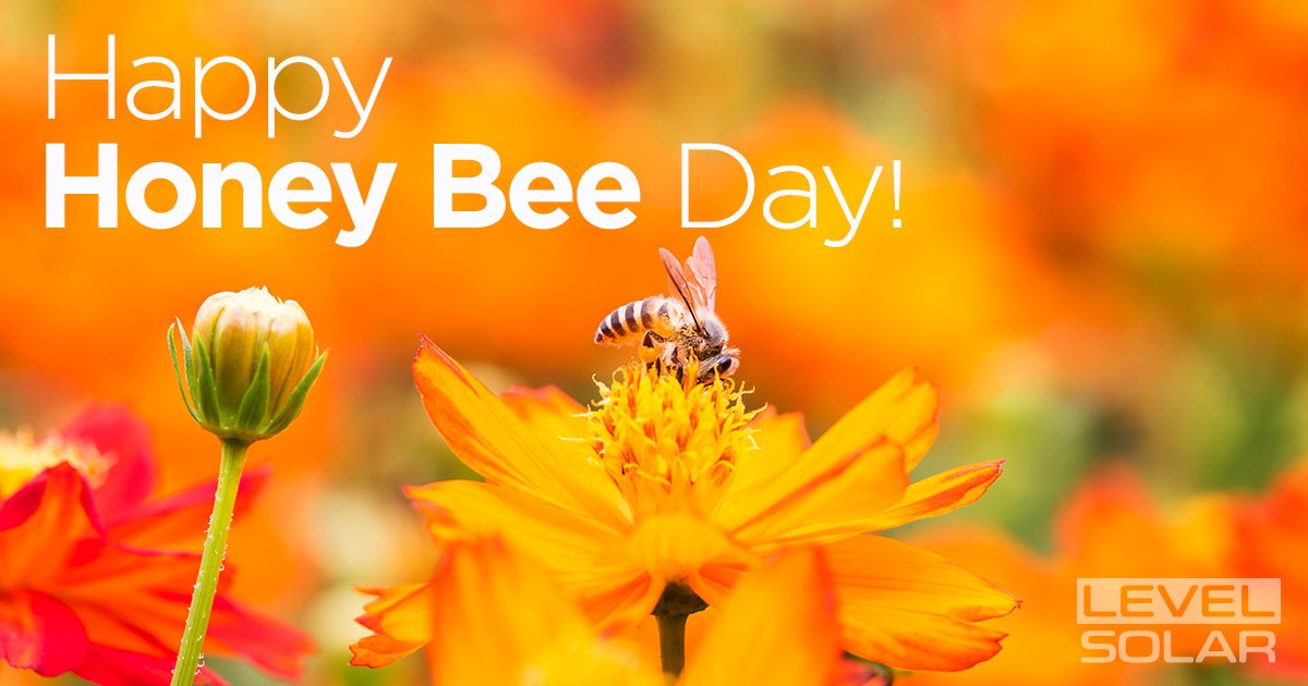 LevelSolar's tweet image. Happy National Honey Bee Day from your friends at Level Solar! Take a look at this article. levsol.co/GR2u30elBF9