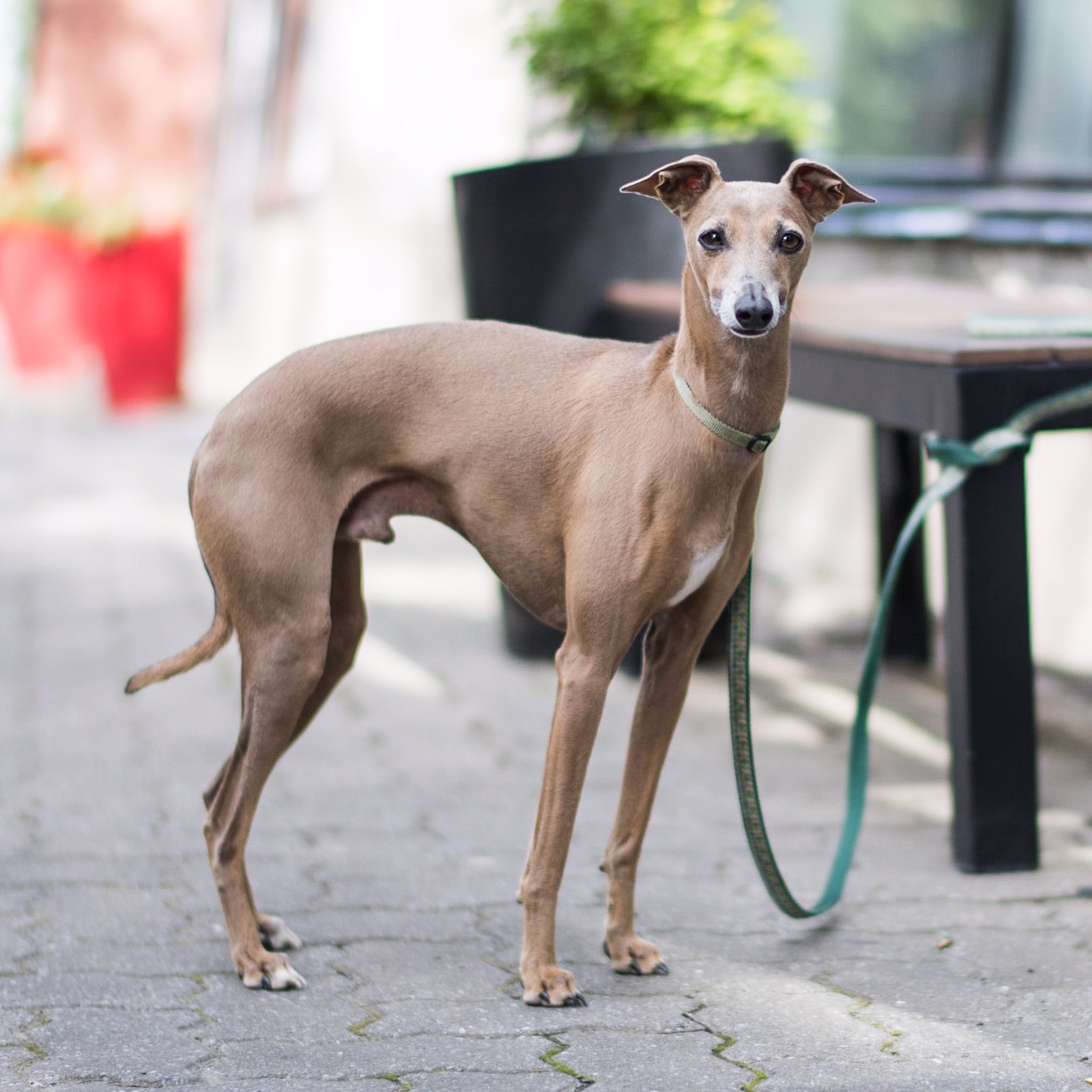 The Dogist on Twitter "Wendell, Italian Greyhound (4 y/o), Montreal