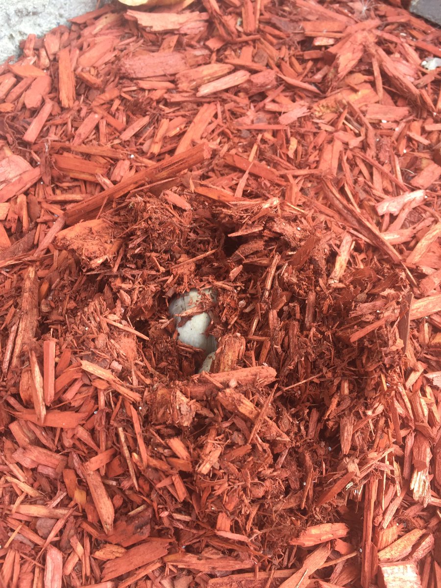 CoachOsham's tweet photo. @AwesomeBioTA Best guess at what bird decided to use my back yard as a nesting site? https://t.co/2ijmtRQs5B