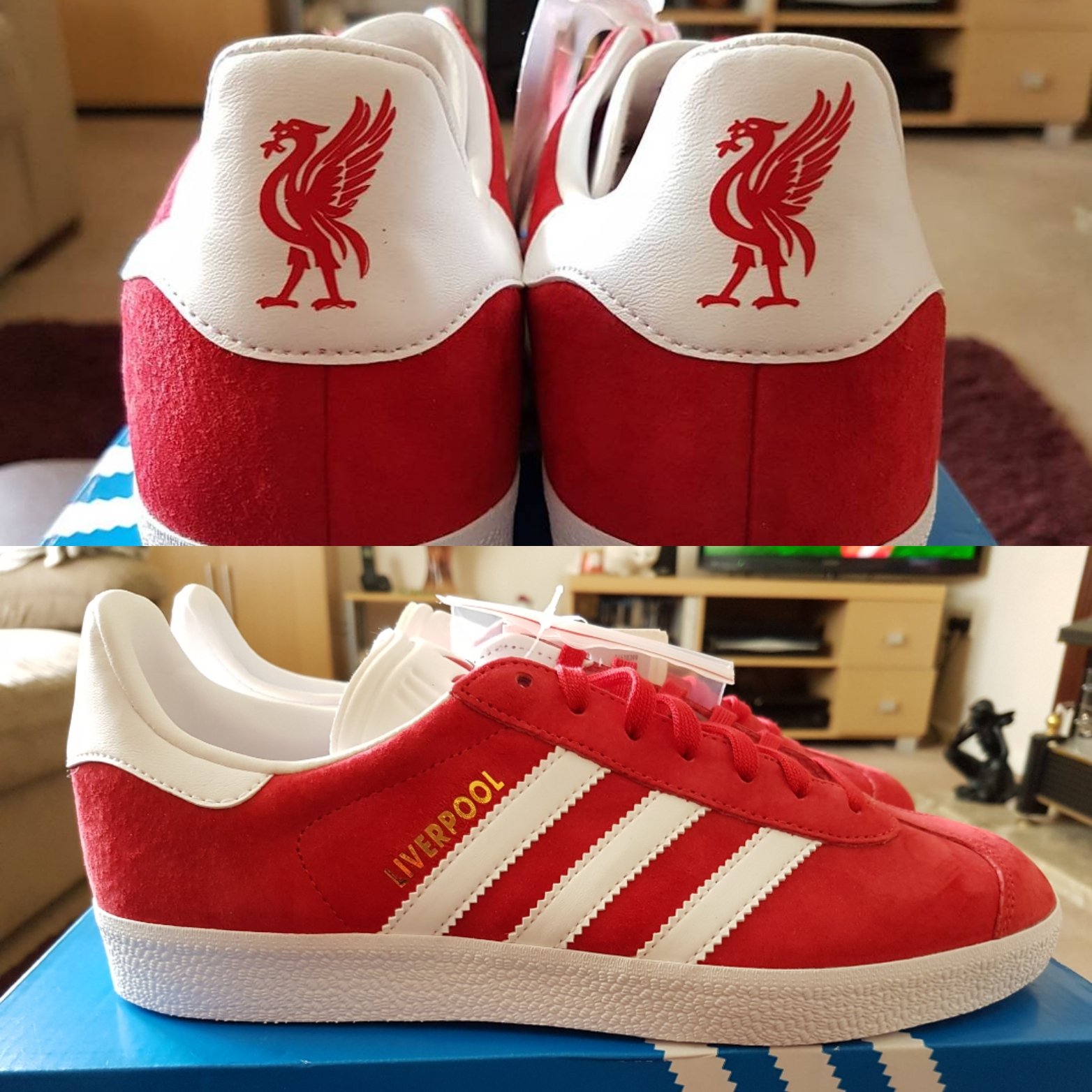 transalpino liverpool gazelle