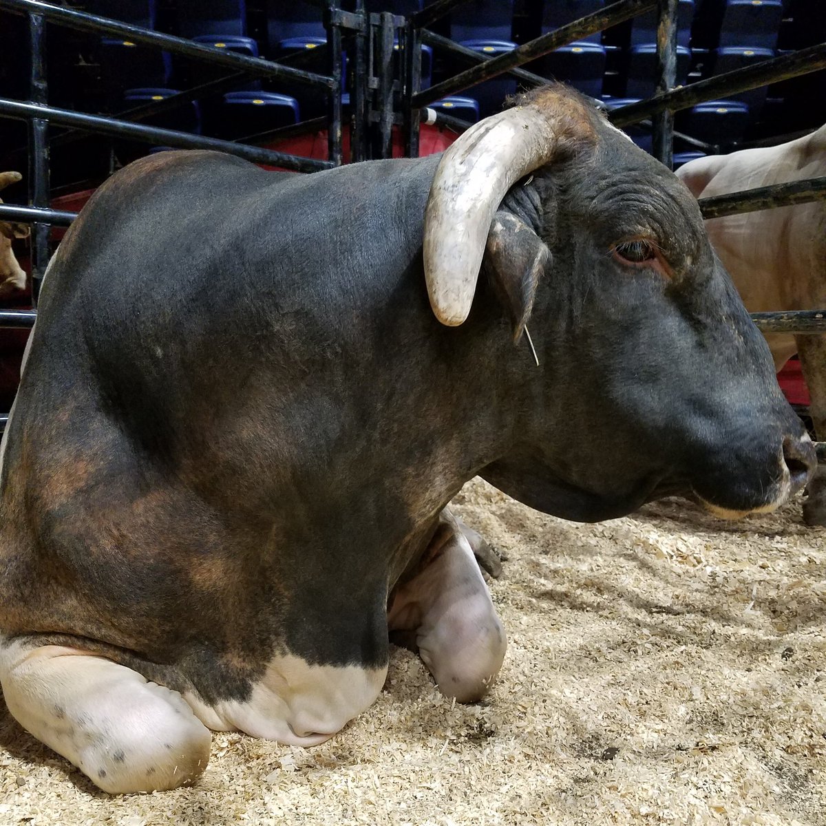 #BadBeagle is relaxing waiting to go up against our buddy <a href="/jesslockwood2/">Jess Lockwood</a> ! <a href="/PBR/">PBR</a> @GrapeNutsCereal <a href="/RihmKenworth/">Rihm Kenworth</a> <a href="/Ariat/">Ariat International</a> <a href="/PhenomGenetics/">Phenom Genetics Inc.</a>