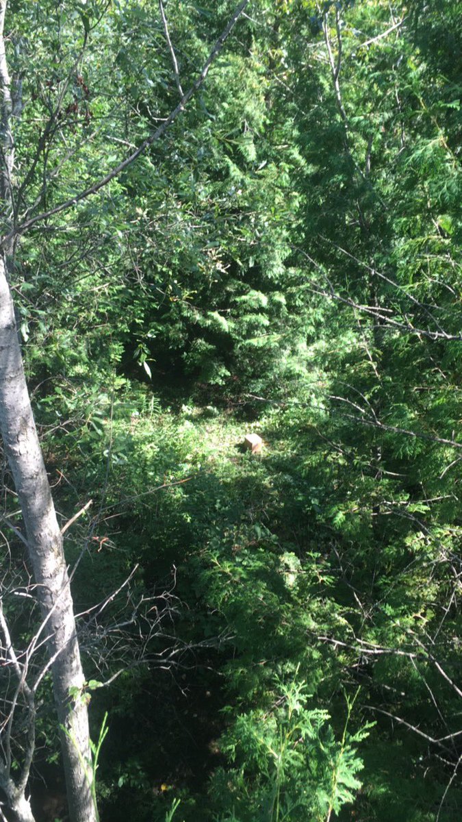 JoshLJL's tweet photo. Finally done with all the stand and plot prep for deer season!!!!! Come on October 1st!! #bowseason #realtree #iloveit https://t.co/rx2NRXMsLk