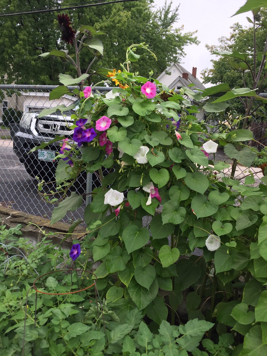 420est's tweet photo. Garden is growing https://t.co/UXk6865eEg