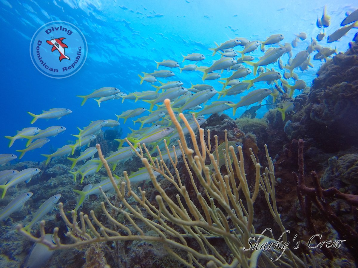 SharkyCrew's tweet photo. Do you want to be part of this world? This is one of many view you can experince with Scuba Diving in Dominican Republic. Contact us soon ! https://t.co/boF0kjibmq