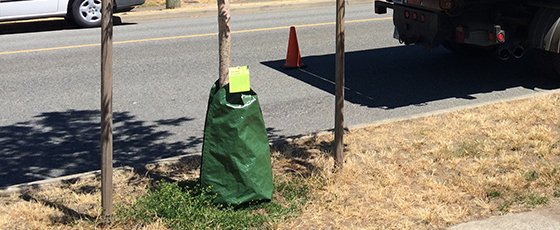 It's another dry one out there. Give a sip of water to your neighbourhood trees. #NorthVan ow.ly/Esiq30esulz https://t.co/nn35kJtmLM