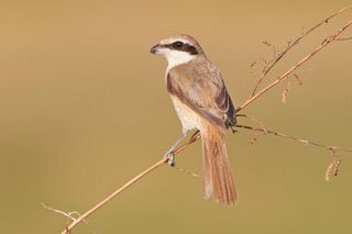 BMSharma63's tweet photo. Spotted a Brown Shrike with the Birder app! https://t.co/oGgtfZJbyx https://t.co/vXlTMRhf3J