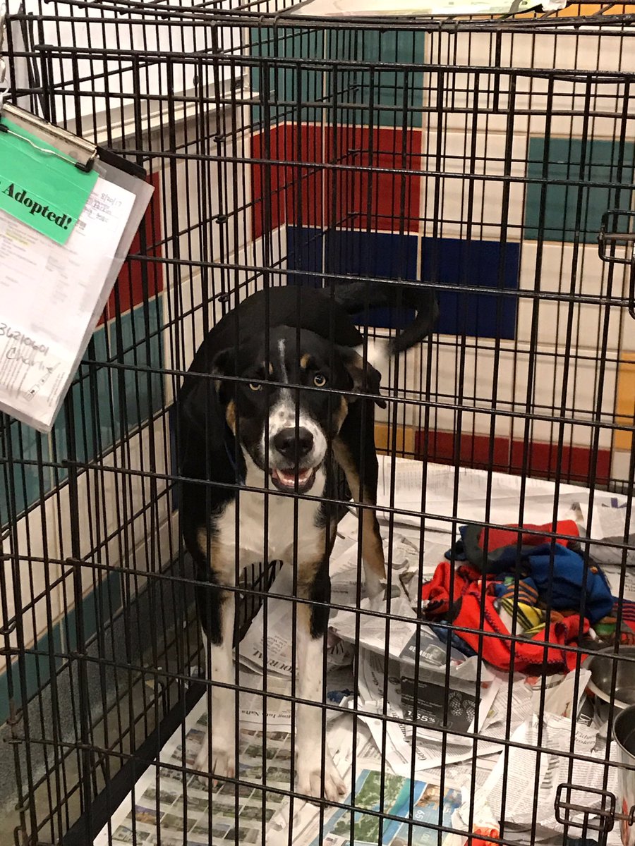 Telemundo Houston tweet media