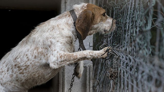 Nuevo caso de #maltratoAnimal. Perros de cazadores viviendo enjaulados, encadenados y entre heces bit.ly/2vT6Rky