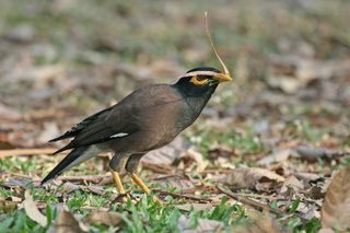 BMSharma63's tweet photo. Spotted a Common Myna with the Birder app! https://t.co/oGgtfZJbyx https://t.co/YhWx6IOWEn