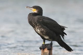 BMSharma63's tweet photo. Spotted a Great Cormorant with the Birder app! https://t.co/oGgtfZJbyx https://t.co/46wp7nZ8eo