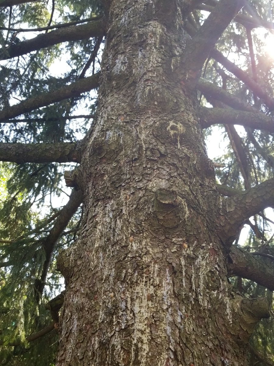 penguwave's tweet photo. I think this tree is having a little too much fun with itself. #toomuchsap https://t.co/YuzJ2TTdN5