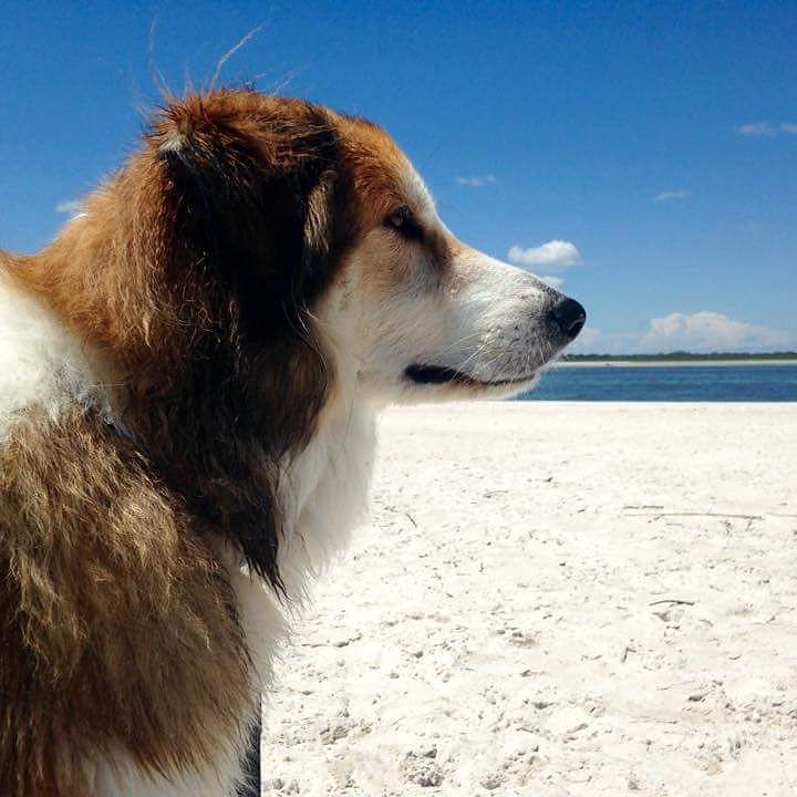 TheDogLiberator's tweet image. #deepdogthoughts #adopted #floridadog #centralflorida #smartdog #rescuedog #itstartswithasmile #amazonsmile #alfie #tdl #thedogliberator #w…