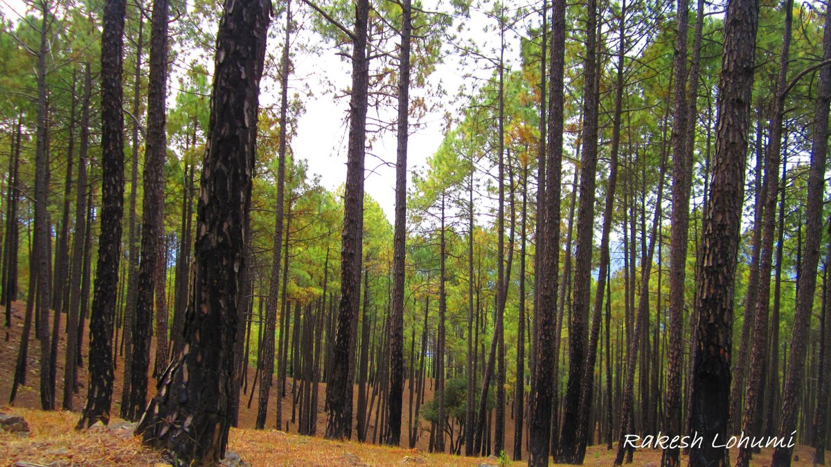 lohumi's tweet photo. Majestic pines at my native village #Takula #Almora in lap of #Himalayas #India much different from one in Yr place @polarpx @RobGMacfarlane https://t.co/w3vRW8KwoS