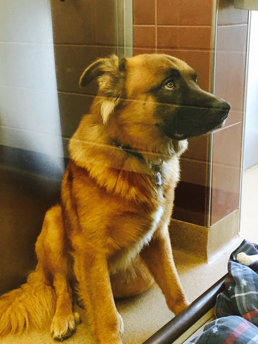 CapitalHumaneSociety tweet media