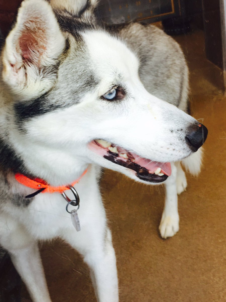 CapitalHumaneSociety tweet media