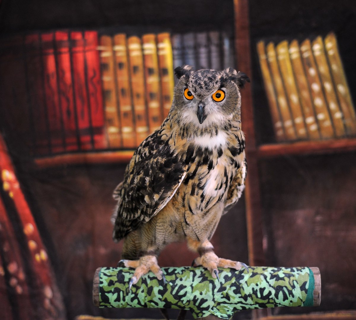 SwiftFest's tweet image. Remember to stop by to say hello to Phoenix, the Eurasian Eagle Owl,  at SwiftFest this afternoon! Stick around for Live Music til 10:00.