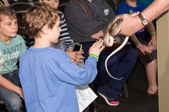 SwiftFest's tweet image. At 6:00, in the Children&apos;s Activities area, Austin Reptile Service will give a fun &amp;amp; informative presentation abt Texas reptiles. #SwiftFest