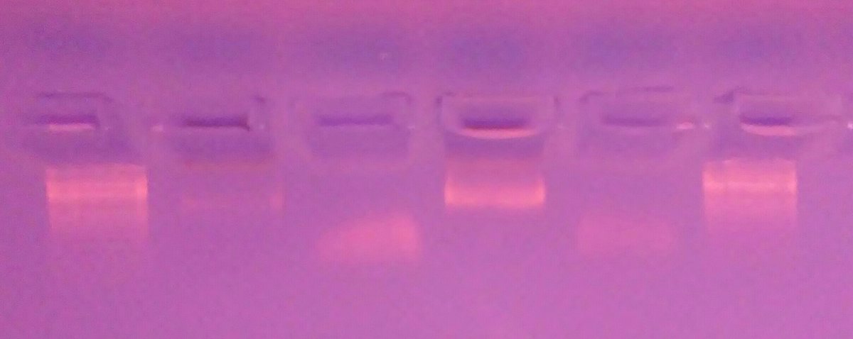 Nati_bayona's tweet photo. This gel resumes four years of hard work on dolphinfish. Can't wait for the data! #RADcap #hundredsofsamplesinonelane #Illumina @BadDNAUGA https://t.co/5Io41Ui356