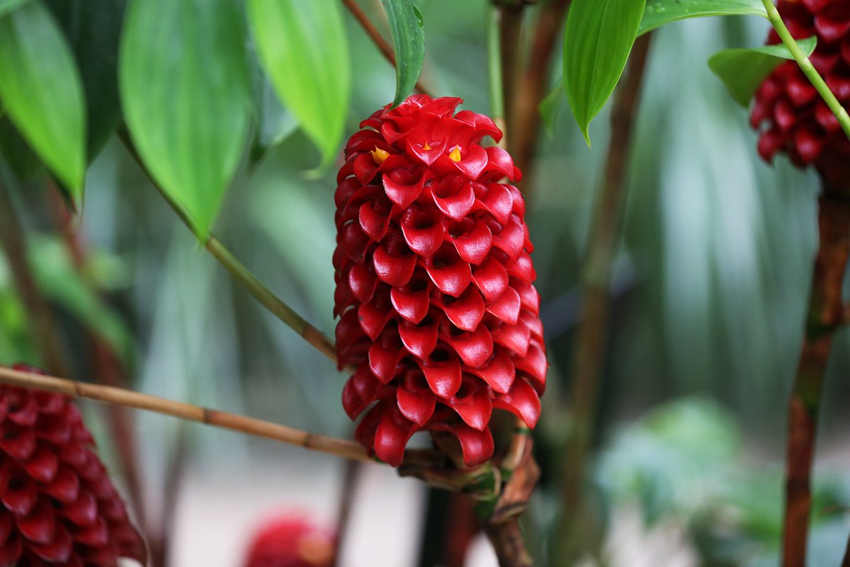 Pineappleginger Latest News, Breaking News Headlines