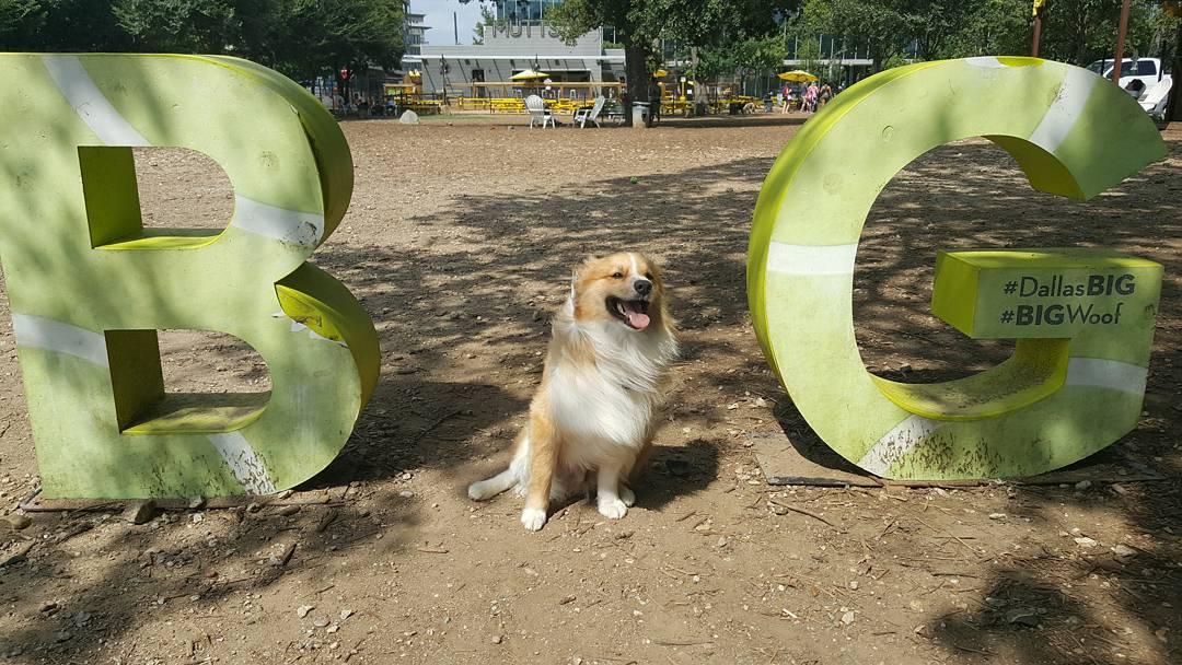 visit_dallas's tweet image. One happy puppy!. #DallasBIGwoof #DallasBIG 📸: IG- sortasheltie