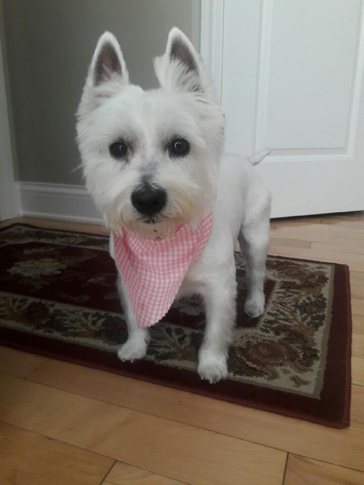 JaymeReinisch's tweet photo. Ready for pawtrol after a trip to #Pawlished Pets in Eagan! #ZSHQ https://t.co/okkzSFw2F8