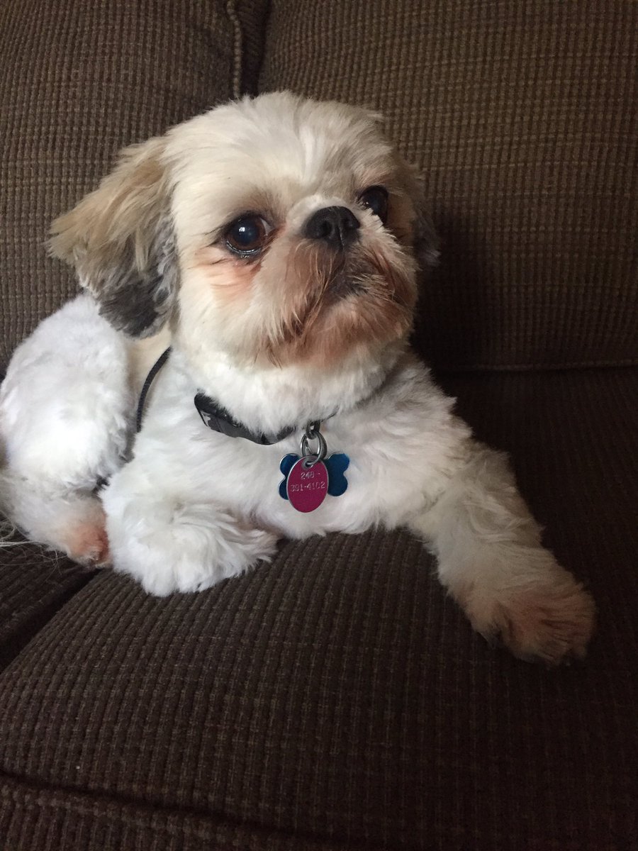 ellieharmon1's tweet photo. Photo taken before and after he was called a good boy https://t.co/oecQW0Ohyo