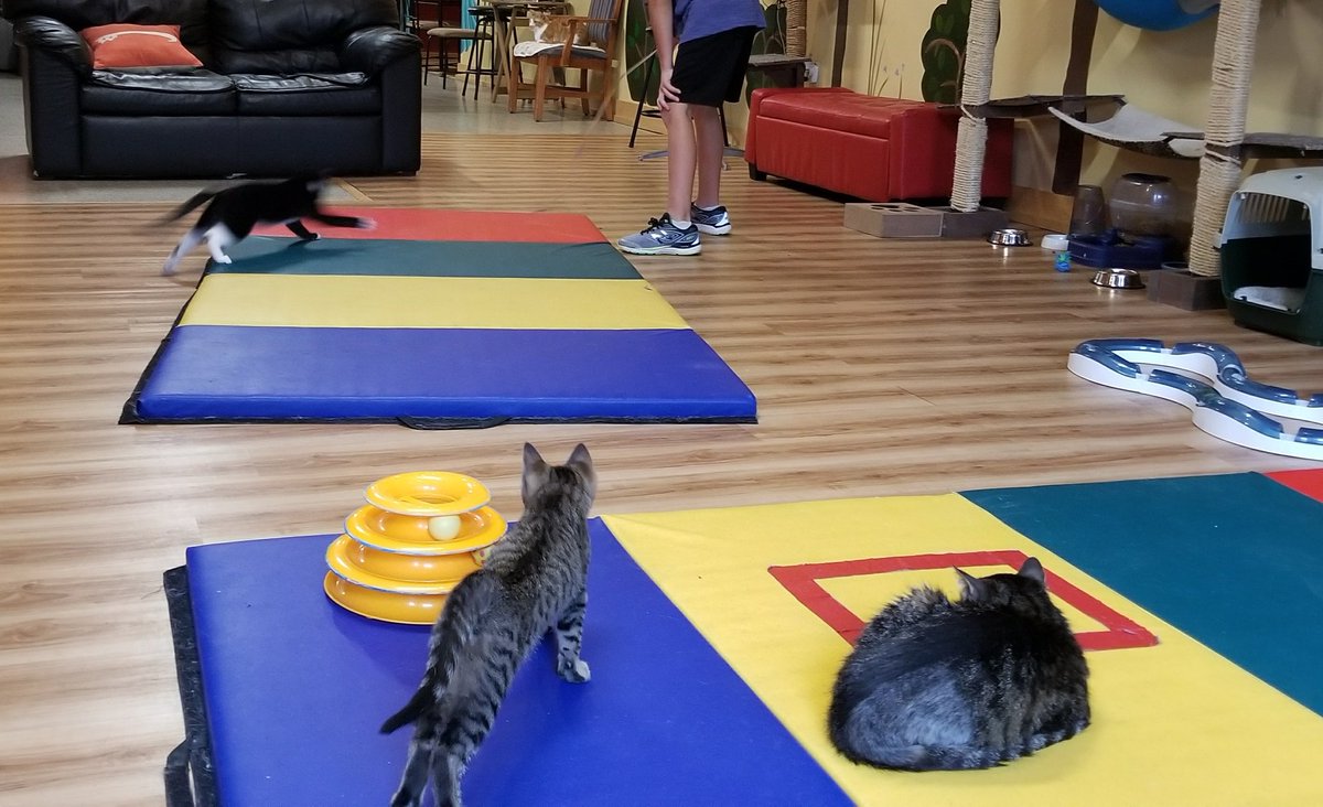 Capitol Auto Credit (CapAutoCredit) Twitter