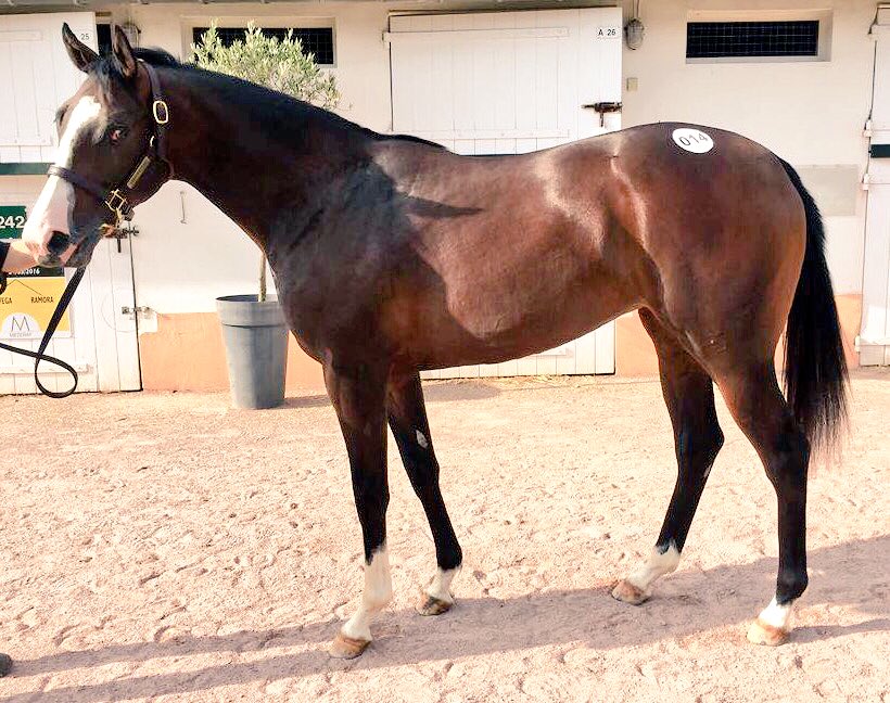rhannonracing's tweet photo. Le Harve filly @InfoArqana bought @Doyle_Racing for @MprUpdates #RH #magiccross https://t.co/jhgkjkaZdY
